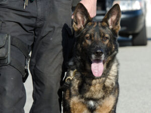 dog-handler-security